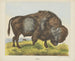 Bison - Joseph Scholz — Ansicht des Kunstwerks
