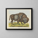 Bison - Joseph Scholz — gerahmtes Bild an der Wand