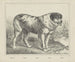 Hund - Joseph Scholz — Ansicht des Kunstwerks