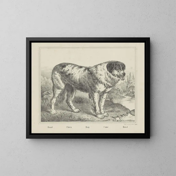 Hund - Joseph Scholz — gerahmtes Bild an der Wand