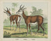 Antilope Gazelle - Joseph Scholz — Ansicht des Kunstwerks