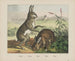 Hase - Joseph Scholz — Ansicht des Kunstwerks