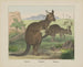 Kangaroo-Gemälde - Joseph Scholz — Ansicht des Kunstwerks