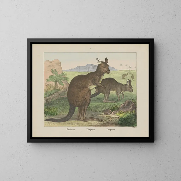 Kangaroo-Gemälde - Joseph Scholz — gerahmtes Bild an der Wand