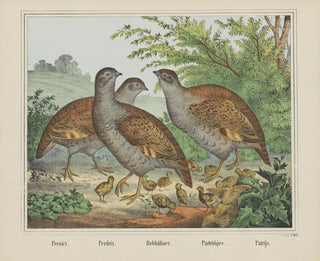 Joseph Scholz - Partridges.webp