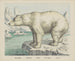 Eisbär - Joseph Scholz — Ansicht des Kunstwerks