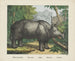 Rhinocéros - Joseph Scholz — Ansicht des Kunstwerks