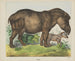 Tapir - Joseph Scholz — Ansicht des Kunstwerks