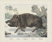 Wildschwein - Joseph Scholz — Ansicht des Kunstwerks