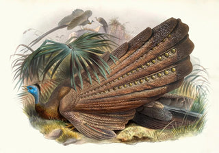 Joseph Smit - Argus giganteus.webp