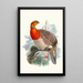 Ceriornis Blythii - Joseph Smit — gerahmtes Bild an der Wand