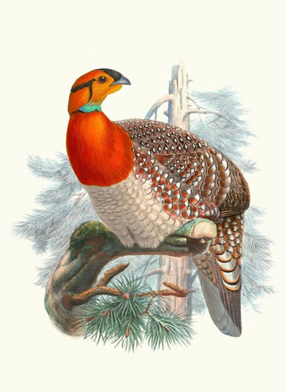 Joseph Smit - Ceriornis Blythii.webp