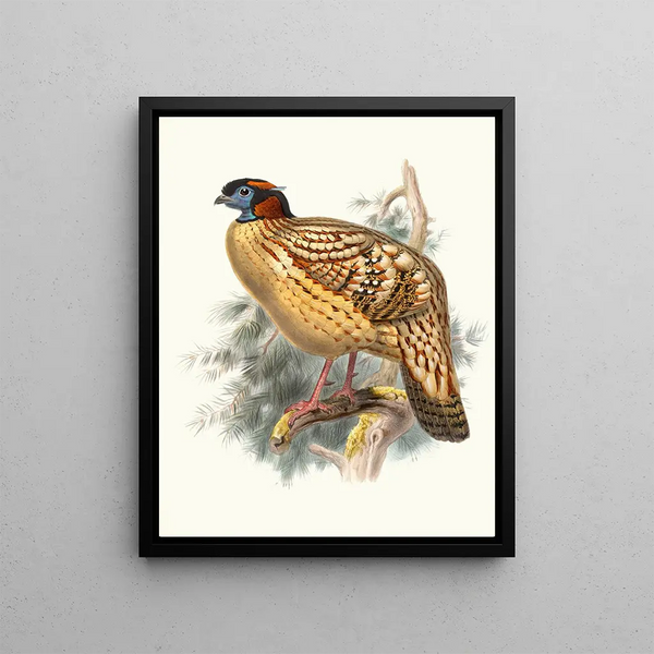 Joseph Smit - Ceriornis Caboti.webp