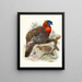 Ceriornis melanocephala - Joseph Smit — gerahmtes Bild an der Wand