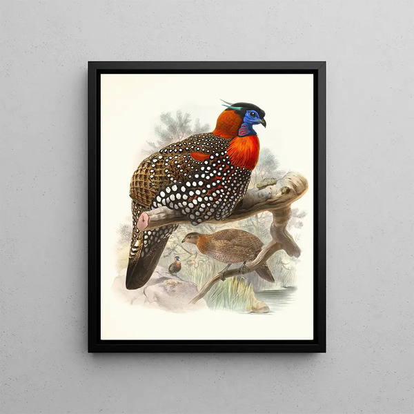 Joseph Smit - Ceriornis melanocephala.webp