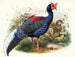 Euplocomus Swinhoei - Joseph Smit — Ansicht des Kunstwerks