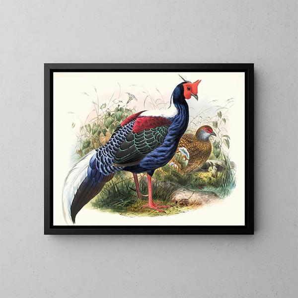 Euplocomus Swinhoei - Joseph Smit — gerahmtes Bild an der Wand