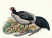 Euplocomus albocristatus - Joseph Smit — Ansicht des Kunstwerks