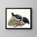 Euplocomus albocristatus - Joseph Smit — gerahmtes Bild an der Wand