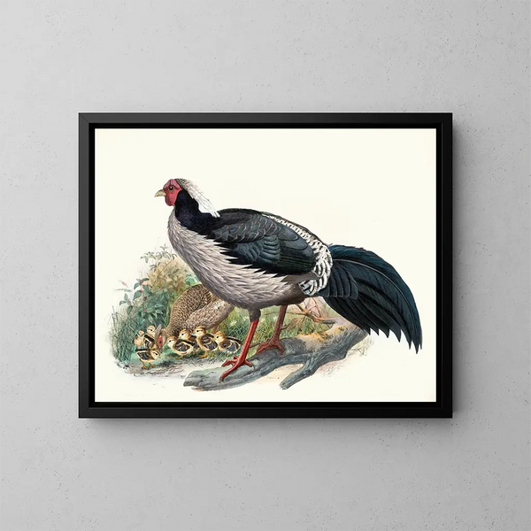 Euplocomus albocristatus - Joseph Smit — gerahmtes Bild an der Wand