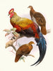 Gallus lafayettei - Joseph Smit — Ansicht des Kunstwerks
