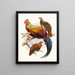 Gallus lafayettei - Joseph Smit — gerahmtes Bild an der Wand