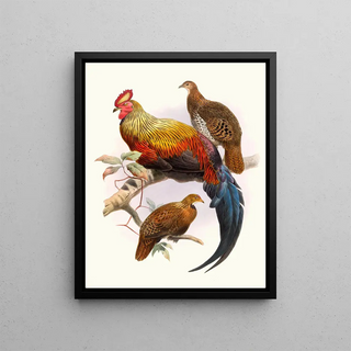 Joseph Smit - Gallus LaFayettei.webp