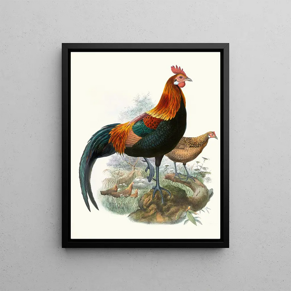 Joseph Smit - Gallus ferrugineus.webp