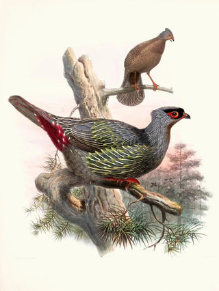 Joseph Smit - Ithaginis Geoffroyi.webp