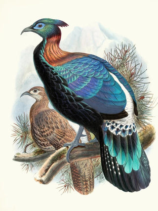 Joseph Smit - Lophophorus Lhuysii.webp