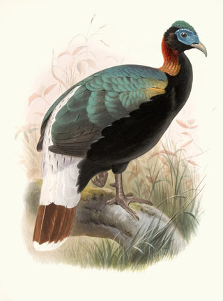 Joseph Smit - Lophophorus Sclateri.webp