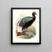 Lophophorus sclateri - Joseph Smit — gerahmtes Bild an der Wand