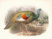 Mélanocris ocellata - Joseph Smit — Ansicht des Kunstwerks