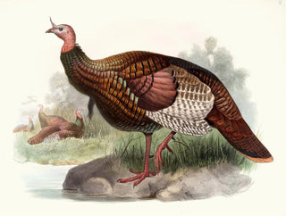 Joseph Smit - Meleagris gallopavo.webp