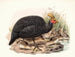 Numida couronnée - Joseph Smit — Ansicht des Kunstwerks