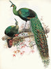 Pavo muticus - Joseph Smit — Ansicht des Kunstwerks