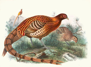 Joseph Smit - Phasianus Soemmerringii.webp