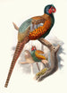 Phasianus elegans - Joseph Smit — Ansicht des Kunstwerks