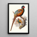 Phasianus elegans - Joseph Smit — gerahmtes Bild an der Wand