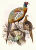 Phasianus formosanus - Joseph Smit — Ansicht des Kunstwerks