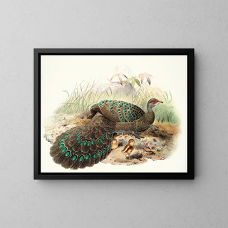 Joseph Smit - Polyplectron Germaini.webp