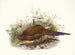 Poule de Sumatra - Joseph Smit — Ansicht des Kunstwerks