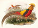 Thaumalea gemalt - Joseph Smit — Ansicht des Kunstwerks