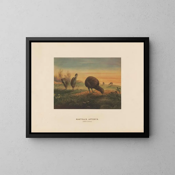 Apteryx von Mantell - Joseph Wolf — gerahmtes Bild an der Wand