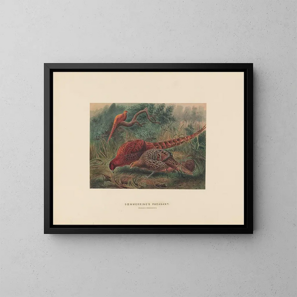 Der Fasan von Soemmering - Joseph Wolf — gerahmtes Bild an der Wand