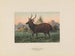 Hirsch von Swinhoe - Joseph Wolf — Ansicht des Kunstwerks
