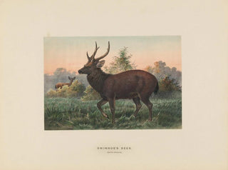 Joseph Wolf - Swinhoes Deer.webp