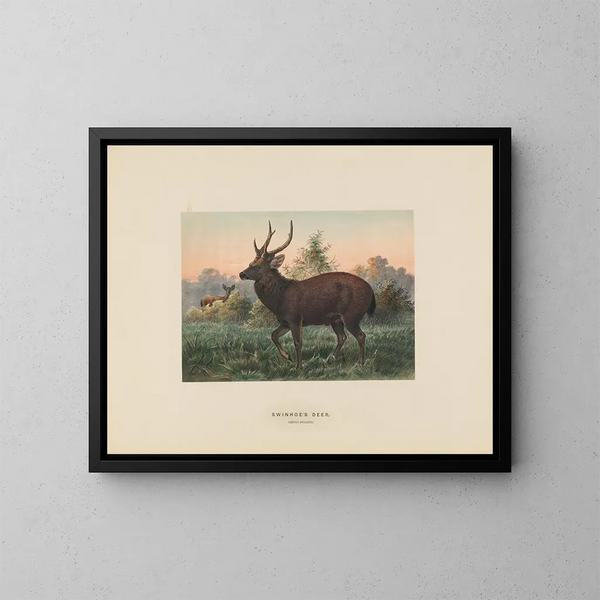 Hirsch von Swinhoe - Joseph Wolf — gerahmtes Bild an der Wand