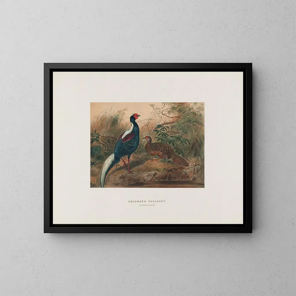 Faisan de Swinhoe - Joseph Wolf — gerahmtes Bild an der Wand