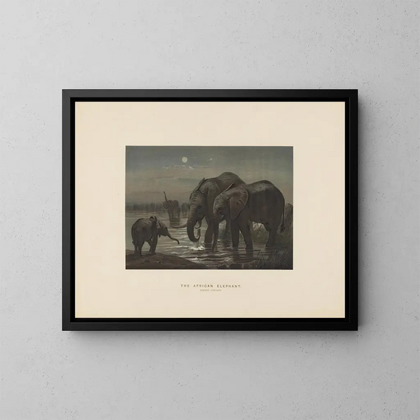 L'éléphant d'Afrique - Joseph Wolf — gerahmtes Bild an der Wand